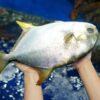 Pomfret