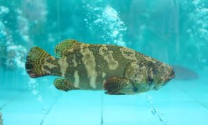 野生海石斑鱼