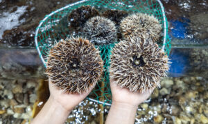 海胆