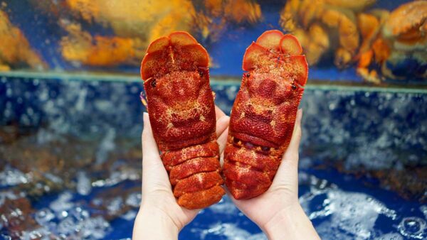 红角蝉虾