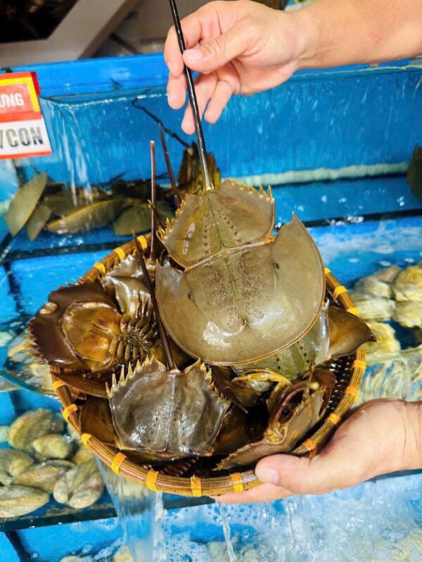 海胆