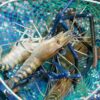 Giant River Prawn