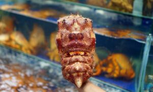 角蝉虾