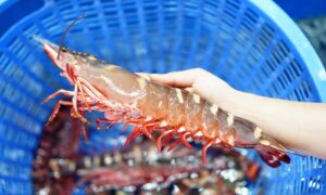 海对虾