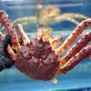 킹크랩 (King Crab)
