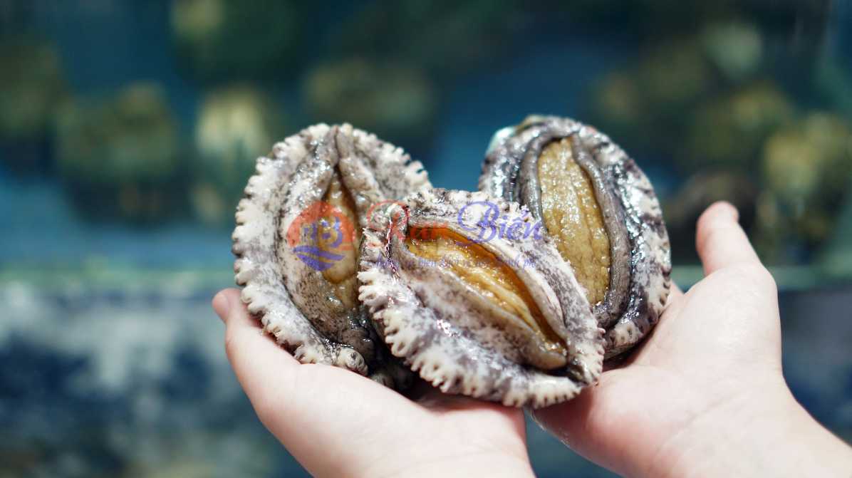 Bào Ngư Hàn Quốc Tươi Sống