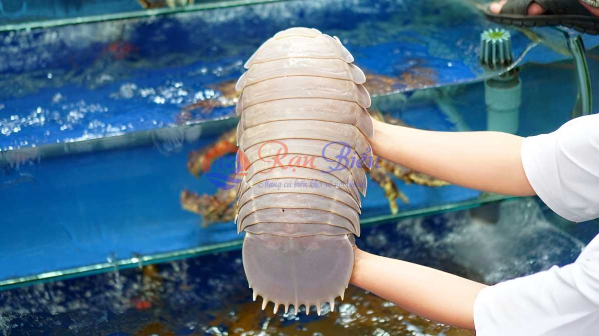 Bọ Biển Tươi Sống