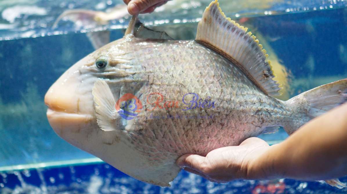 Cá Bò Giáp Tươi Sống