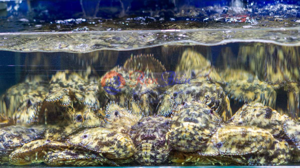 Tôm Mũ Ni Tươi Sống