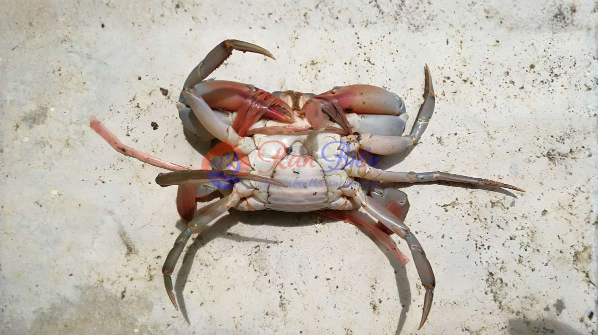 Cua Gạch