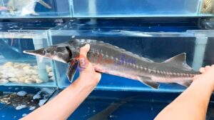 Cá Tầm Tươi Sống