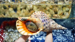 Ốc Hoàng Hậu Tươi Sống